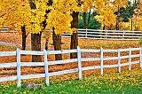 Autumn Fence_29972